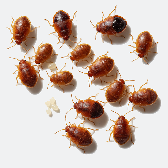 Gemini_Generated_Image_qfifmnqfifmnqfif copy 1