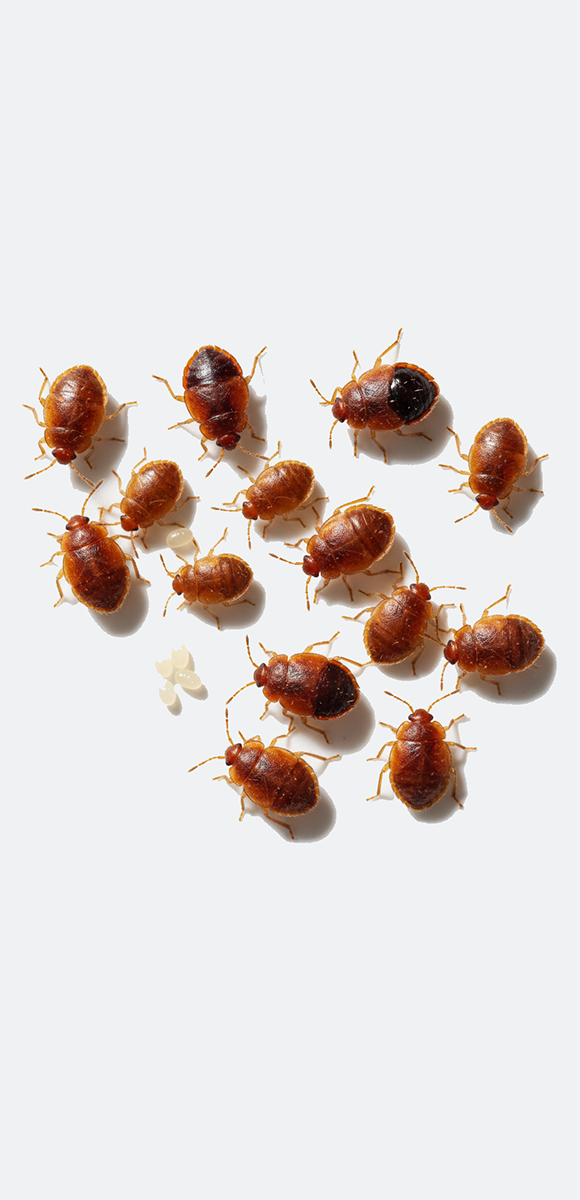 Gemini_Generated_Image_qfifmnqfifmnqfif