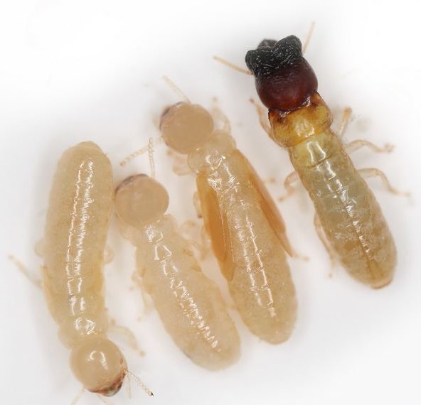 cryptotermes-brevis-5da2764a-d324-495b-a30d-4e198b42534-resize-750