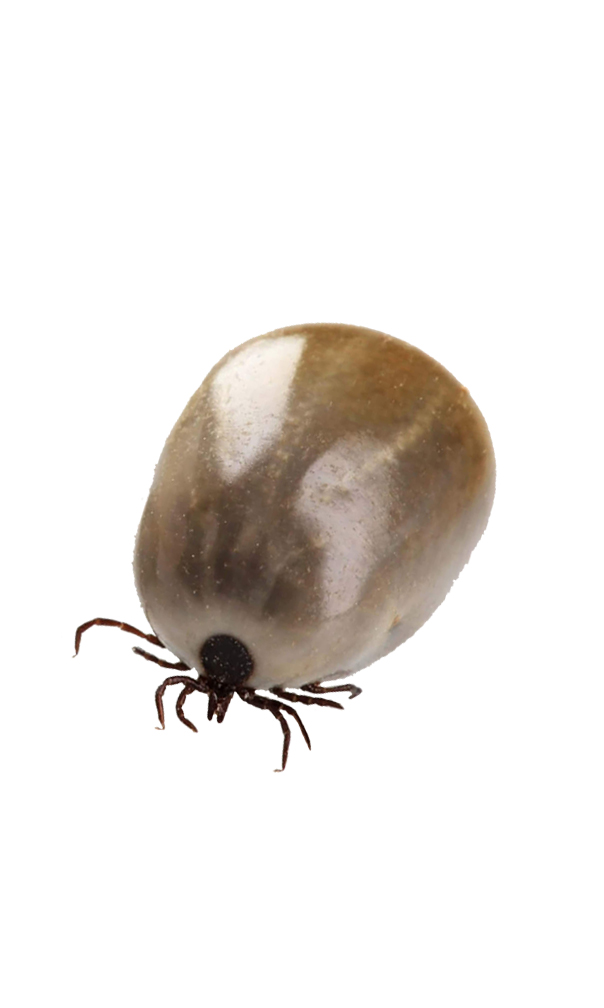 pngimg.com - tick_PNG47 copy